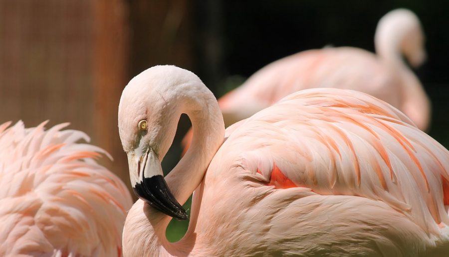 Flamingo's Grevelingen graag geziene gast